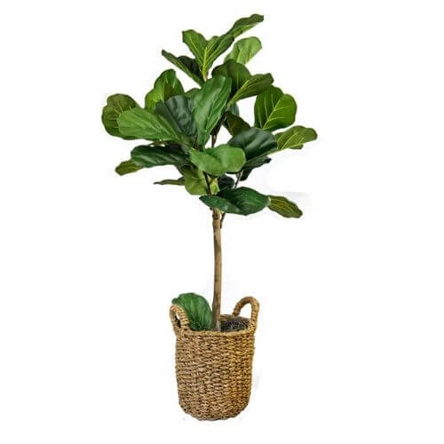 Leaf Fig Tree in Basket