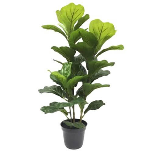 Fiddle Leaf Fig Plant in Black Pot