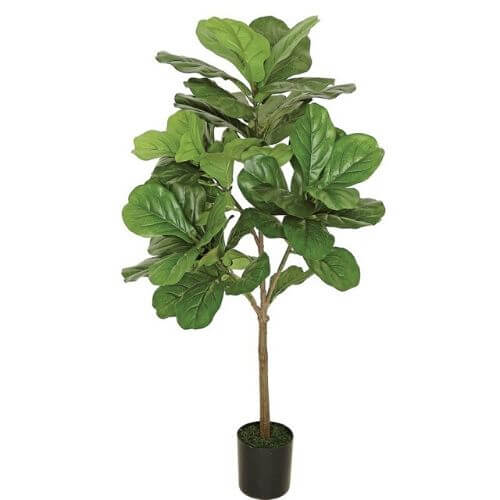 Indoor Fig Tree in Pot