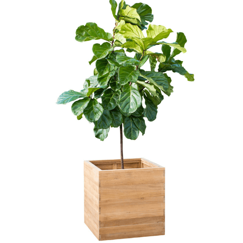 Natural Wood Deep Square Planter